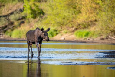 Polonya 'daki Vistula Nehri' nin sularında yürüyen bir geyik.