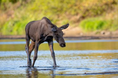 Polonya 'daki Vistula Nehri' nin sularında yürüyen bir geyik.