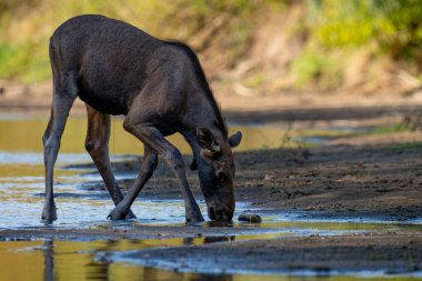 Polonya 'daki Vistula Nehri' nin sularında yürüyen bir geyik.