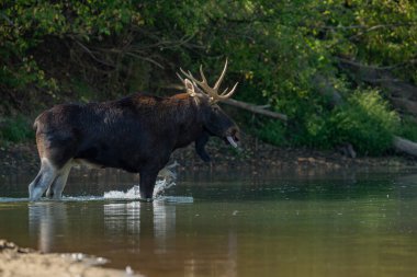 Hayvanın içindeki geyik. Doğa, fauna, doğal yaşam alanı