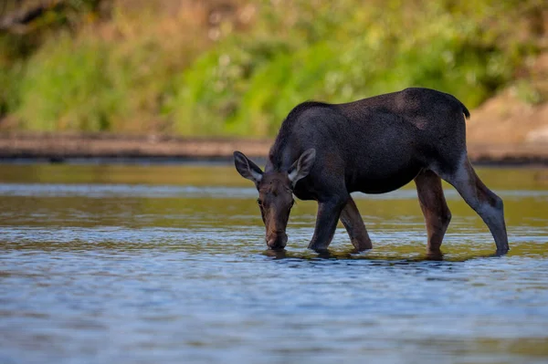 the wild moose in the wild, Vistula river