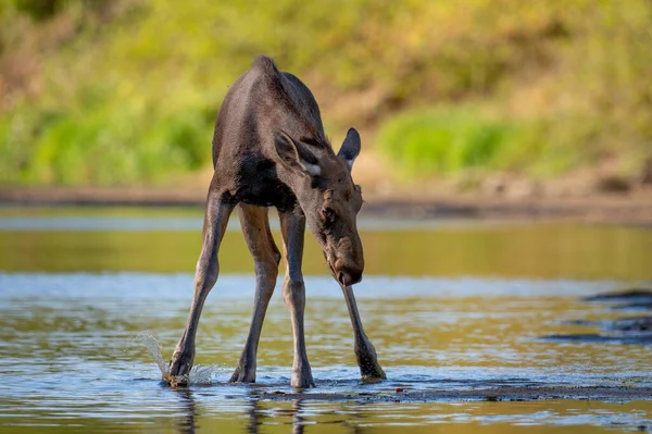Polonya 'daki Vistula Nehri' nin sularında yürüyen bir geyik.