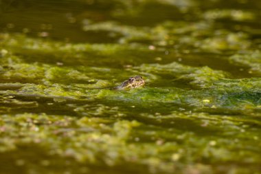 Kurbağa, amfibi amfibi, nehirde yüzen bir kurbağa manzarası..