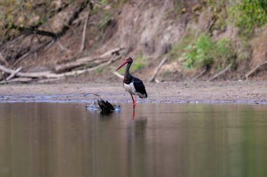Nehirde siyah leylek (Ciconia nigra) 