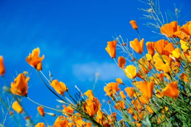 Elsinore Gölü'nde 2019'un Kaliforniya Haşhaşlarının Süper Bloom'u, Ca