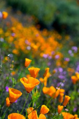 Elsinore Gölü'nde 2019'un Kaliforniya Haşhaşlarının Süper Bloom'u, Ca