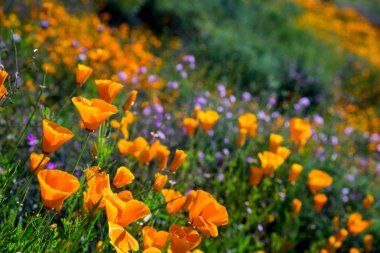 Elsinore Gölü'nde 2019'un Kaliforniya Haşhaşlarının Süper Bloom'u, Ca