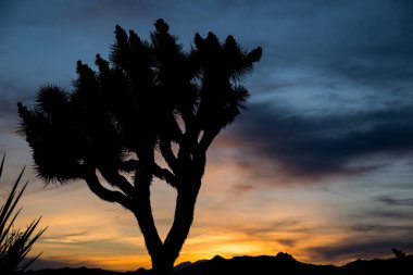 Kaliforniya'daki Joshua Tree Ulusal Parkı'nda gün batımı.