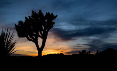 Kaliforniya'daki Joshua Tree Ulusal Parkı'nda gün batımı.
