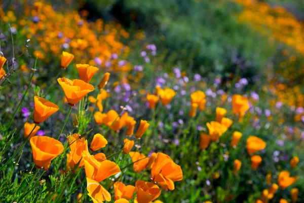 Elsinore Gölü'nde 2019'un Kaliforniya Haşhaşlarının Süper Bloom'u, Ca