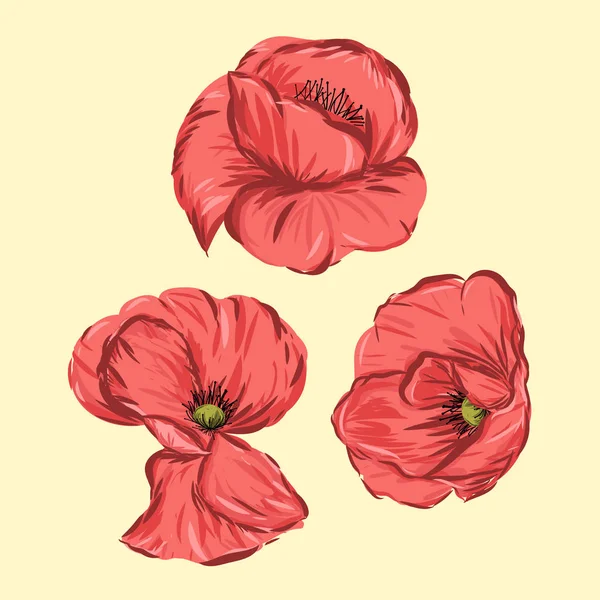 Fleur de coquelicot rouge éléments vectoriels isolés illustration — Image vectorielle