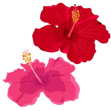 Tropik çiçek elementleri seti. Beyaz arka planda amber çiçeği koleksiyonu. Vektör illüstrasyon paketi.