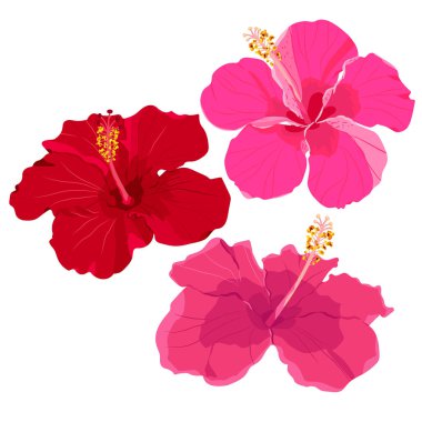 Tropik çiçek elementleri seti. Beyaz arka planda amber çiçeği koleksiyonu. Vektör illüstrasyon paketi.