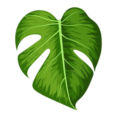 Beyaz arka plan üzerinde izole tropikal Monstera bitki vektör büyük yeşil yaprakları