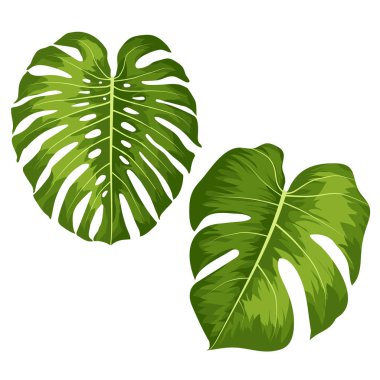 Beyaz arka plan üzerinde izole tropikal Monstera bitki vektör büyük yeşil yaprakları