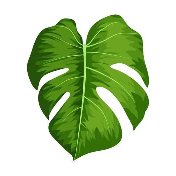 Вектор большие зеленые листья тропического растения Monstera изолированы на белом фоне — стоковый вектор