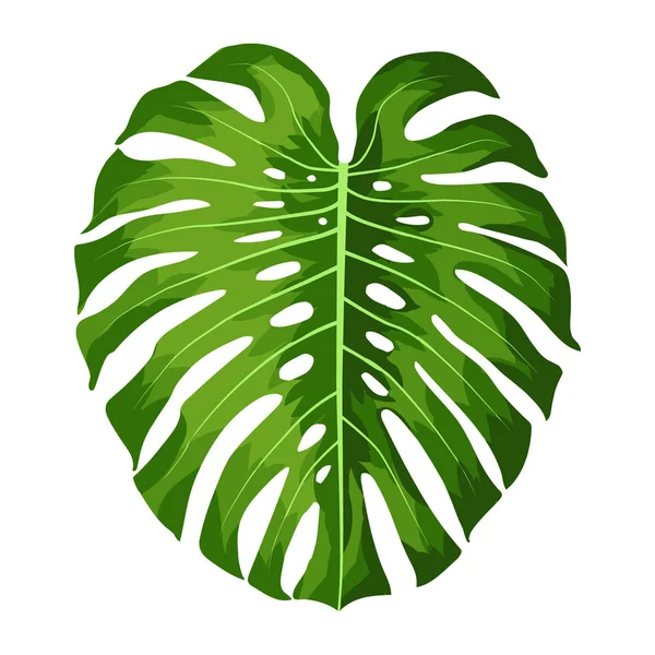 Beyaz arka plan üzerinde izole tropikal Monstera bitki vektör büyük yeşil yaprakları