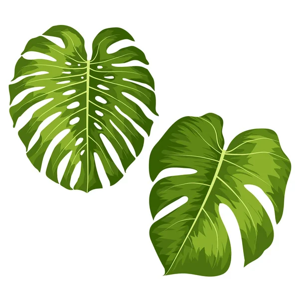 Vector grandes hojas verdes de la planta tropical Monstera aislado sobre fondo blanco — Archivo Imágenes Vectoriales