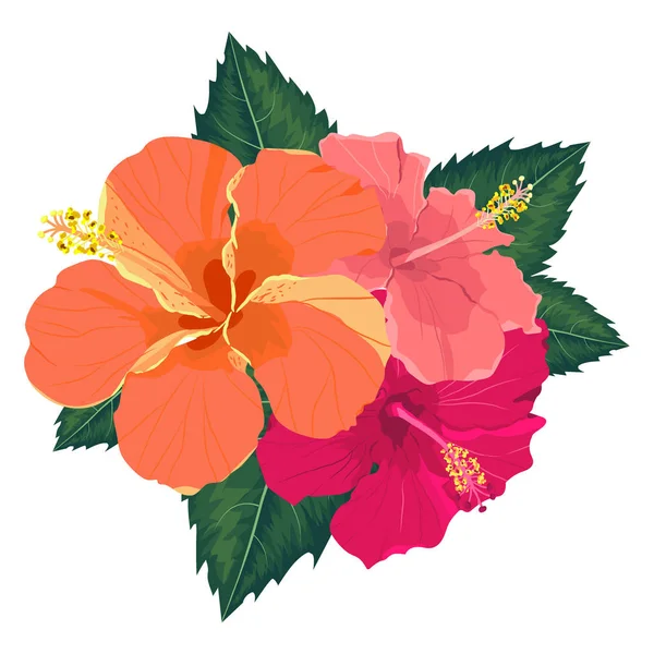 熱帯の花の要素のセット。白い背景にハイビスカスの花のコレクション。ベクターイラストバンドル. — ストックベクタ