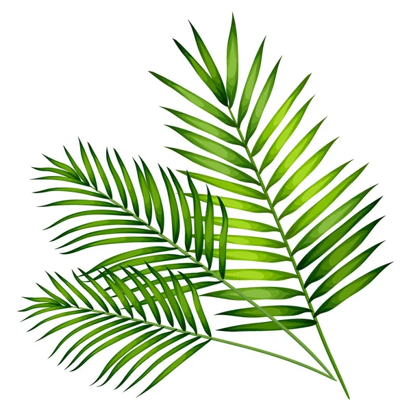 Tropikal palmiye beyaz arka plan üzerinde izole kümesi bırakır. Vektör çizim Eps10 — Stok Vektör
