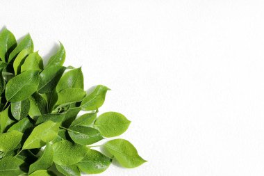 Armut yaprakları çiy damlalarında beyaz bir zemine düşer. Kopya alanı düzleşir.