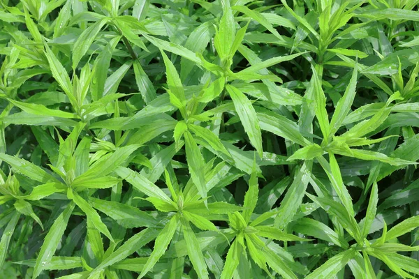 Texture Fond Des Feuilles Une Plante Verte Aux Feuilles Tranchantes — Photo