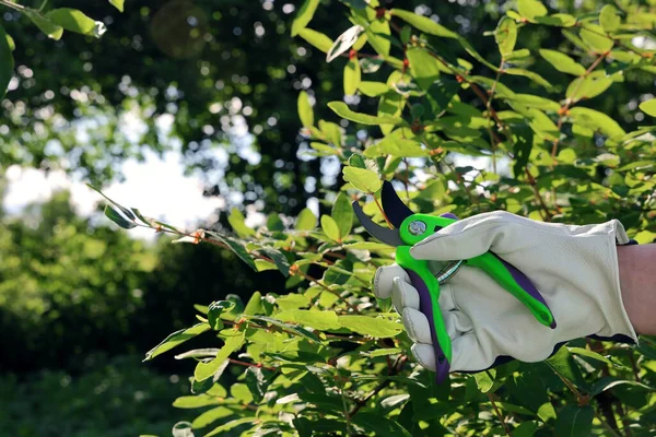 Hand Hand Mit Einem Lederhandschuh Schneidet Einem Sonnigen Tag Garten — Stockfoto