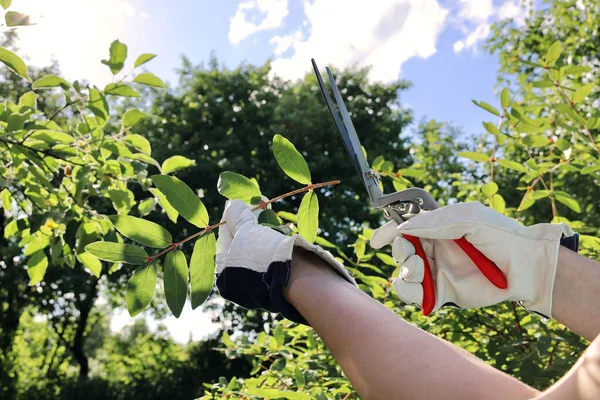 Hands of a gardener in leather gloves trim the branches in the garden with scissors on a bright sunny day