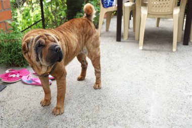 Yaşlı Sharpei köpeği beton zeminde bahçede duruyor ve yan tarafa bakıyor. Kopyalama alanı olan yan görünüm