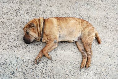 Yaşlı yerli Sharpei köpeği serin beton zeminde dinleniyor. Üst görünüm düz yatıyordu
