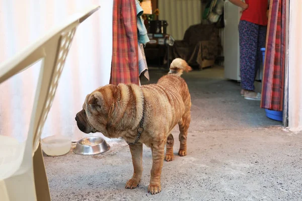 Perro Mayor Sharpei Encuentra Tranquilamente Cerca Tazón Comida Bebida Patio — Foto de Stock