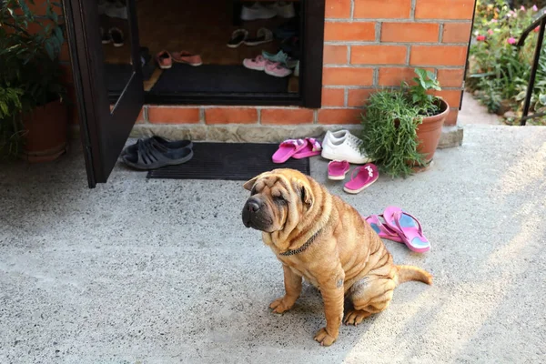 Perro Más Viejo Sharpei Sienta Patio Delante Puerta Abierta Casa — Foto de Stock