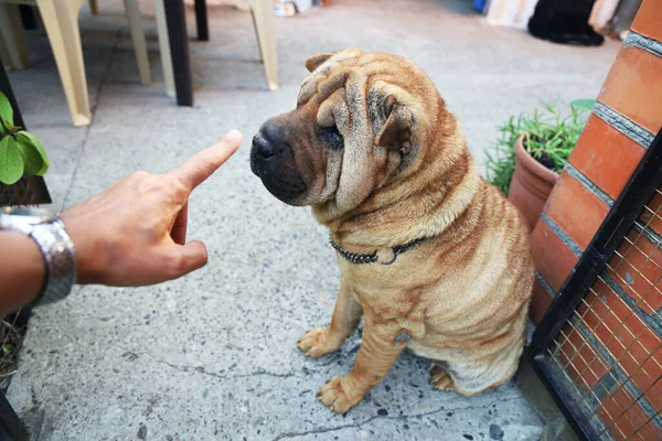 Older Dog Sharpei Sits Calmly Entrance Summer Yard Man Finger — Stock Photo, Image