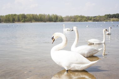 Kıyıya yakın yüzen bir göletüzerinde Kuğular