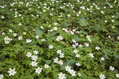 Ormanda Anemone Nemorosa