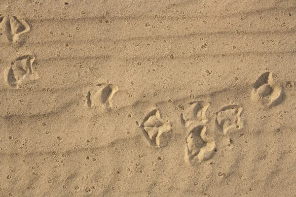 Stopy ptáků v písku. — Stock fotografie