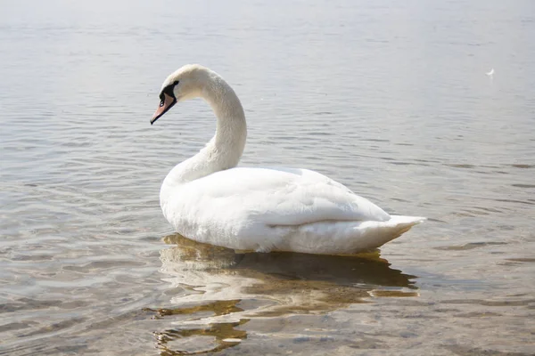 Schwäne auf einem Teich in Ufernähe — Stockfoto