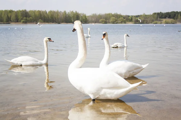 Schwäne auf einem Teich in Ufernähe — Stockfoto