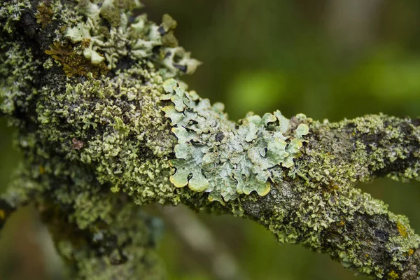 Lichen en la corteza de un viejo árbol. Tiro macro con fondo borroso — Foto de Stock