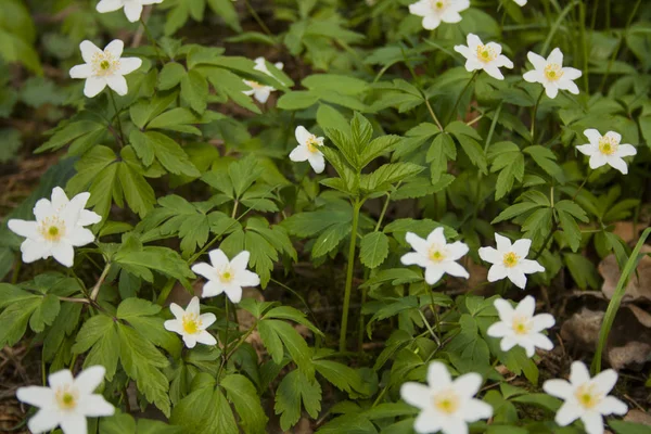 Anemone nemorosa im Wald — Stockfoto