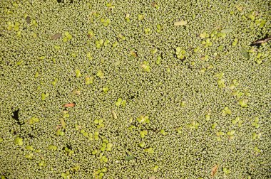 Yeşil duckweed arka plan