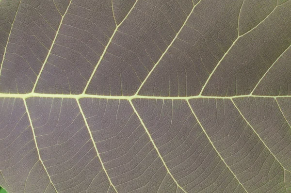 Fondo de hoja verde — Foto de Stock