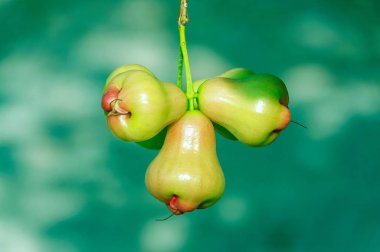 Yeşil gül elma veya chomphu 