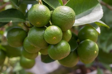 Bitki üzerinde yeşil limon meyve