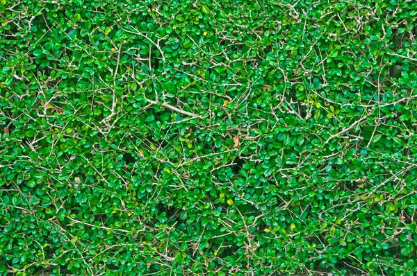Fondo de textura de árbol verde recortado —  Fotos de Stock