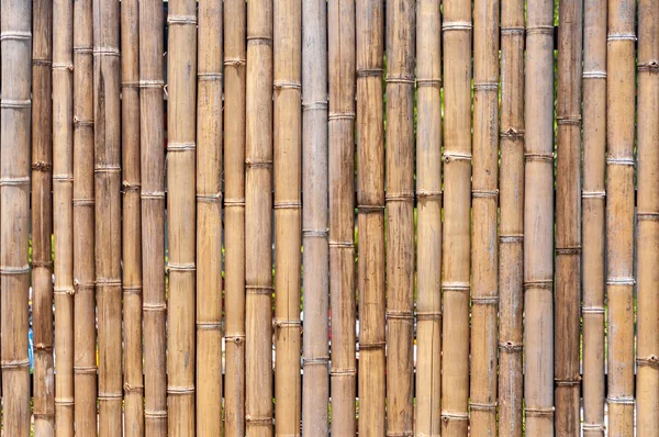 Bambusovou zeď nebo plot — Stock fotografie