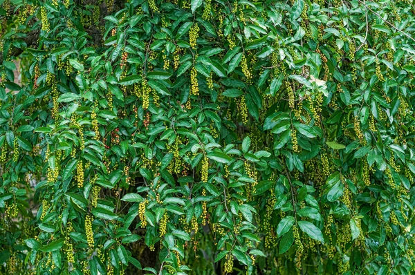 Forest berry bush on tree — Stock Photo, Image