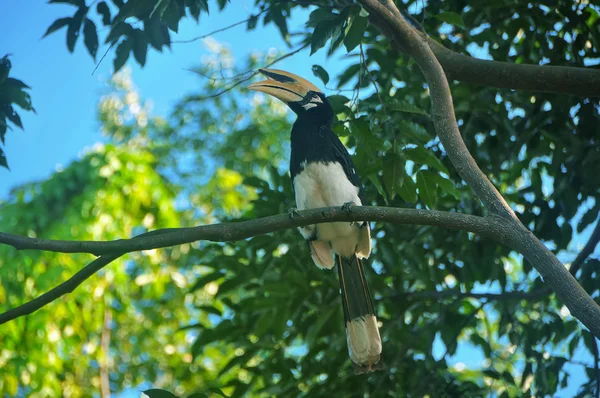 Grote neushoornvogel restong op boom — Stockfoto