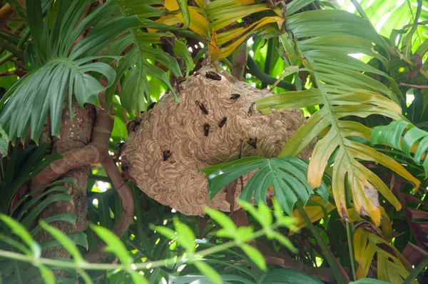 Groot nest van wespen op boom — Stockfoto