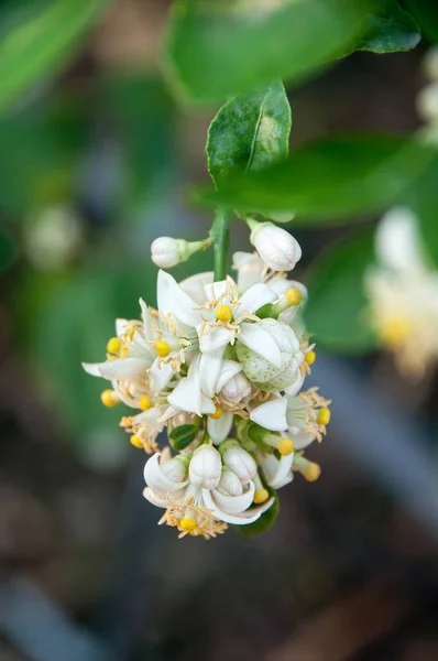 Lime blossom — Stock Photo, Image